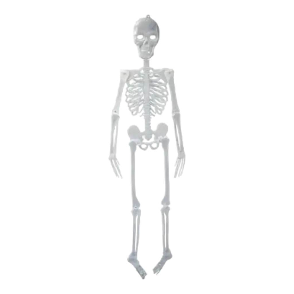 Reusachtig fosforescerend skelet - 150cm