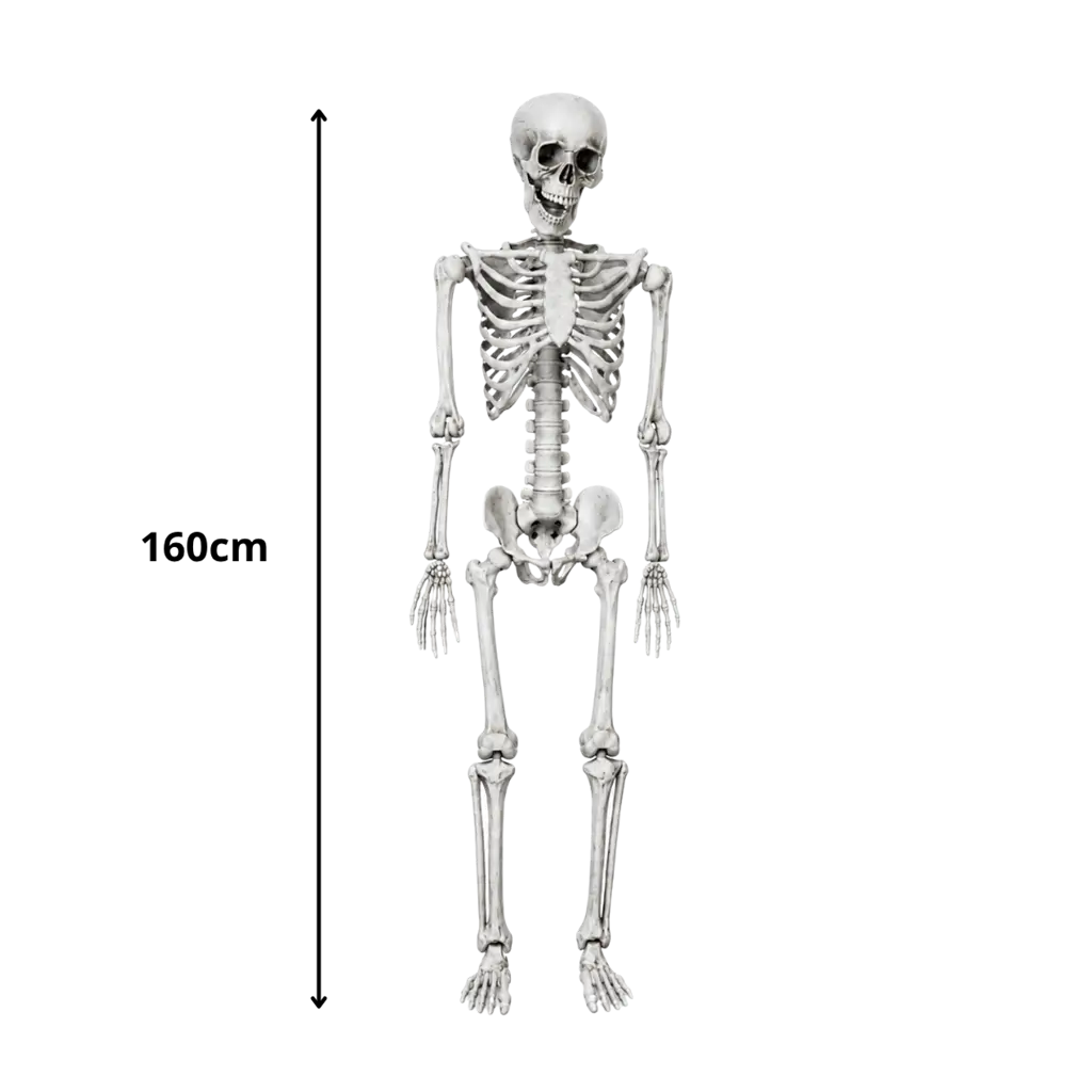 REUSACHTIG SKELET - MENSELIJKE MAAT - 160CM