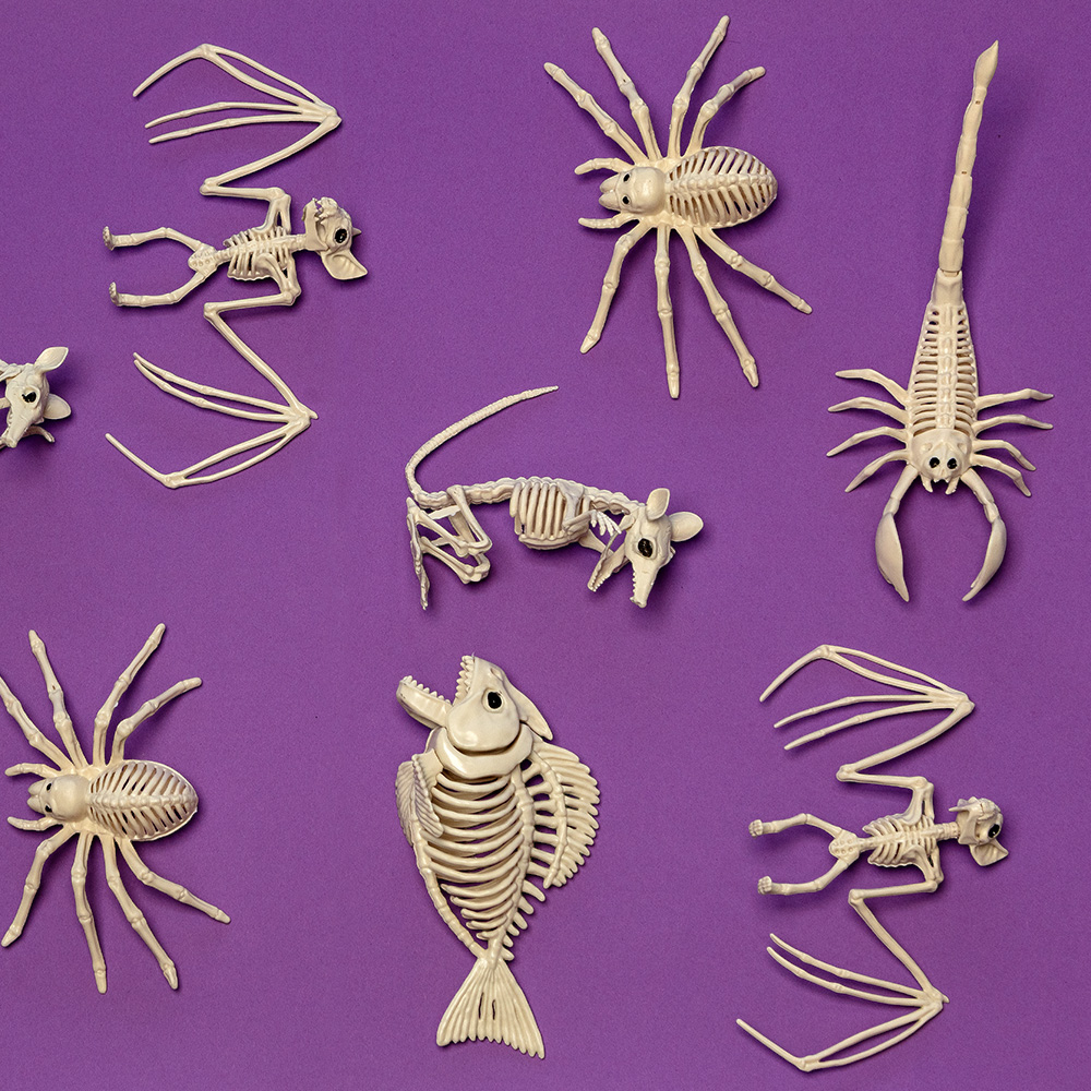 Skelet van een schorpioen 33 x 14 x 8 cm – Halloween-decoratie