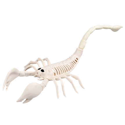 Skelet van een schorpioen 33 x 14 x 8 cm – Halloween-decoratie