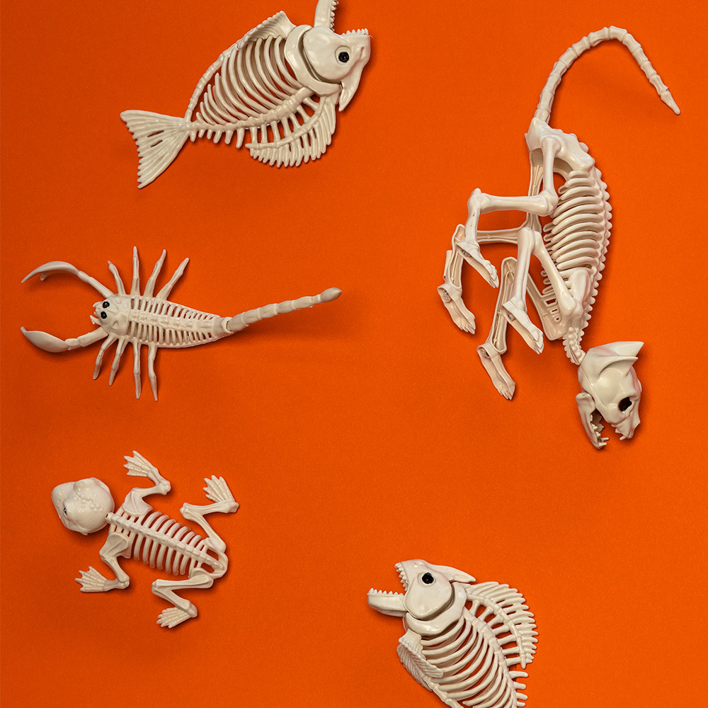 Kattenskelet 49 x 18 x 14 cm – Halloween-decoratie