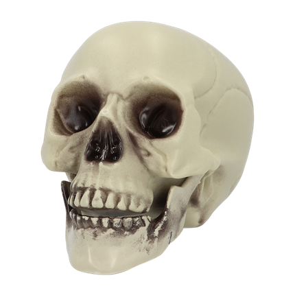Decoratieve doodskop 15 x 20 x 16 cm – Halloween