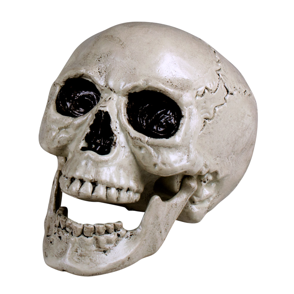 Witte doodskop met beweegbare kaak, 24 cm – Halloween-decoratie