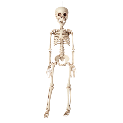 Hangend skelet 40 cm – Halloween-decoratie